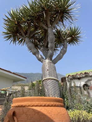 Jardín